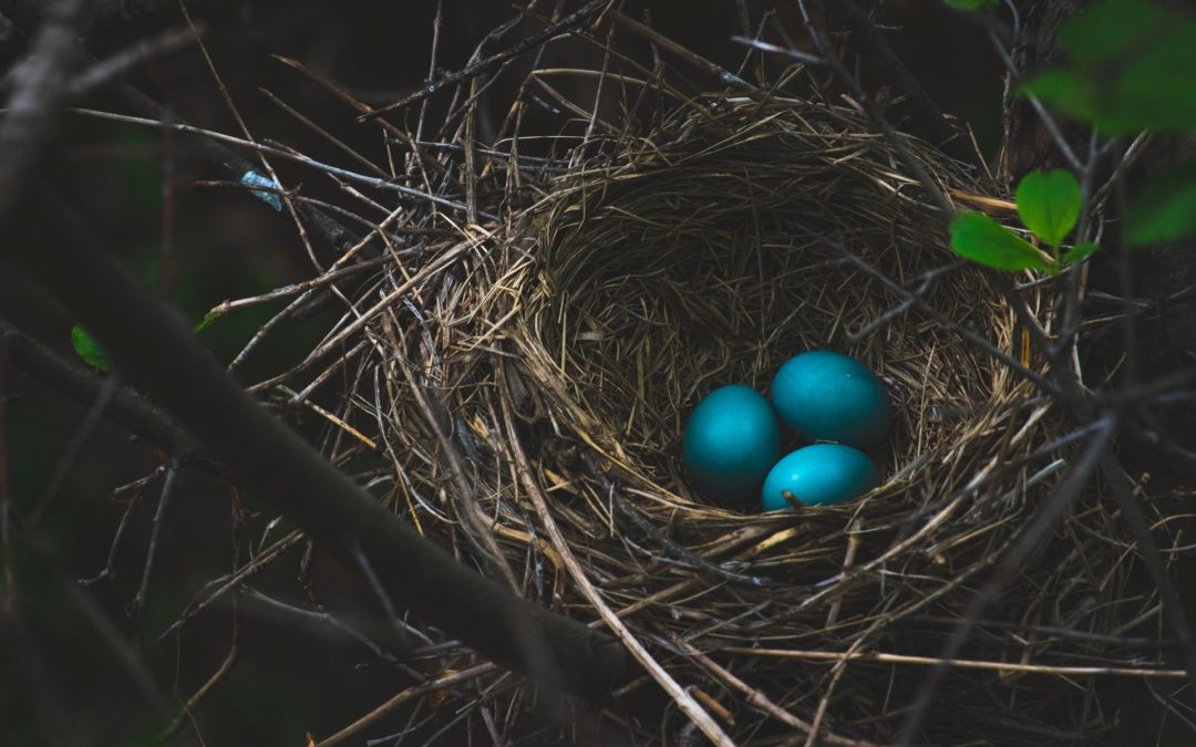 Intelligence in the Birds’ Nests: Why Humane Entrepreneurship is the Future
